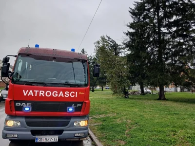 Intervencija DVD-a, opasnost od pada stabla