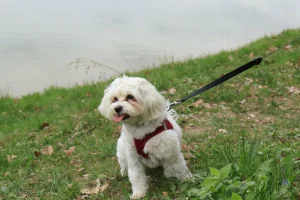 Danas obilježavamo Nacionalni dan kućnih ljubimaca