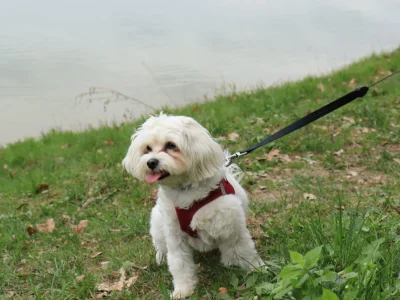 Danas obilježavamo Nacionalni dan kućnih ljubimaca