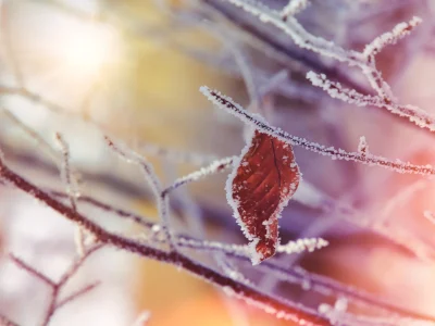 Prijeti ono čega smo se pribojavali: Krajem tjedna moguć mraz!